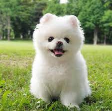 dog for sale