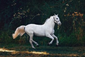 mixbred gelding
