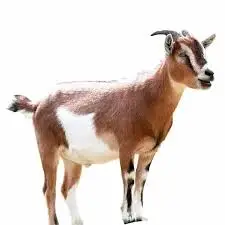 Goat for sale