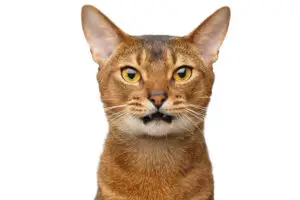 cat for sale