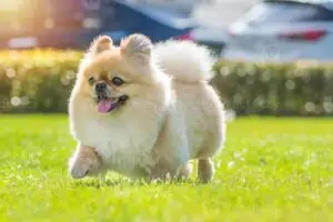 dog for sale in urgent basis