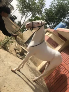 Chandi nukra stallion