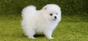 Pomeranian puppies 0313*nine*3*6*3*4*1*7
