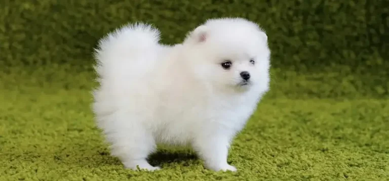 Pomeranian puppies 0313*nine*3*6*3*4*1*7
