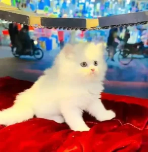 Persian female kitten for sale
