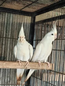 Eno cockatiel red eyes pair