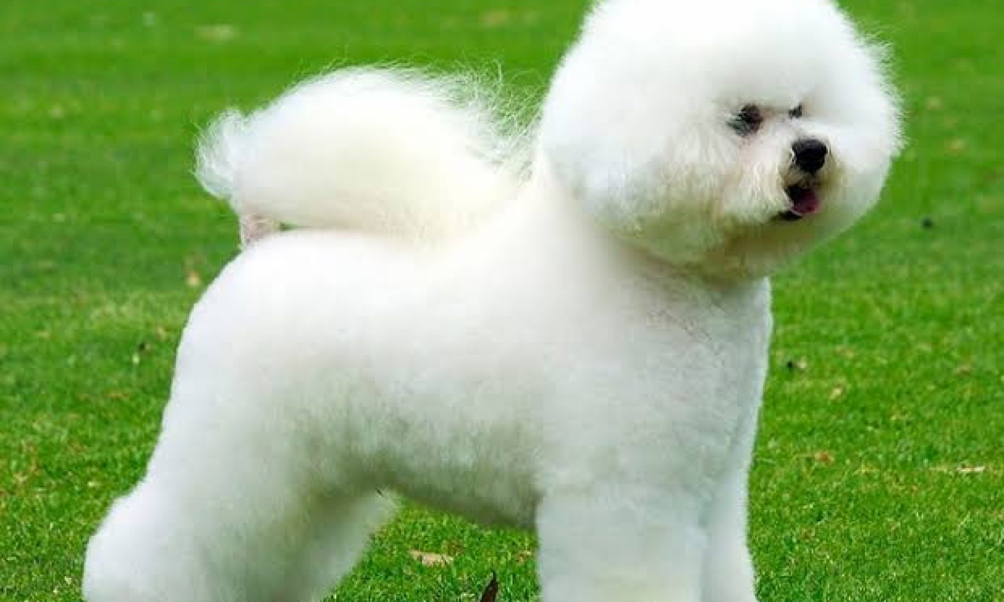 1_Bichon_Frise_green_grass-4.jpeg