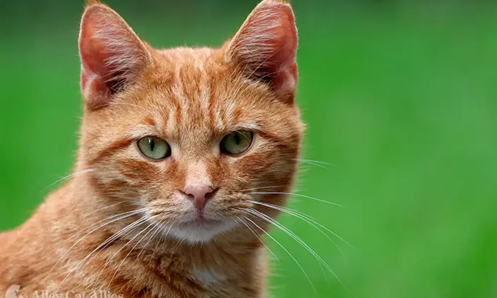 FELV-cat.jpg