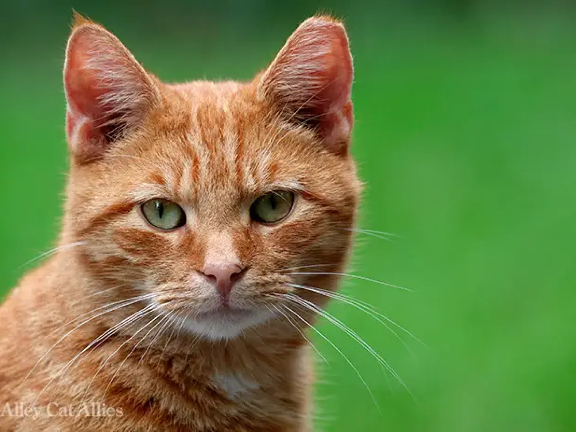 FELV-cat.jpg
