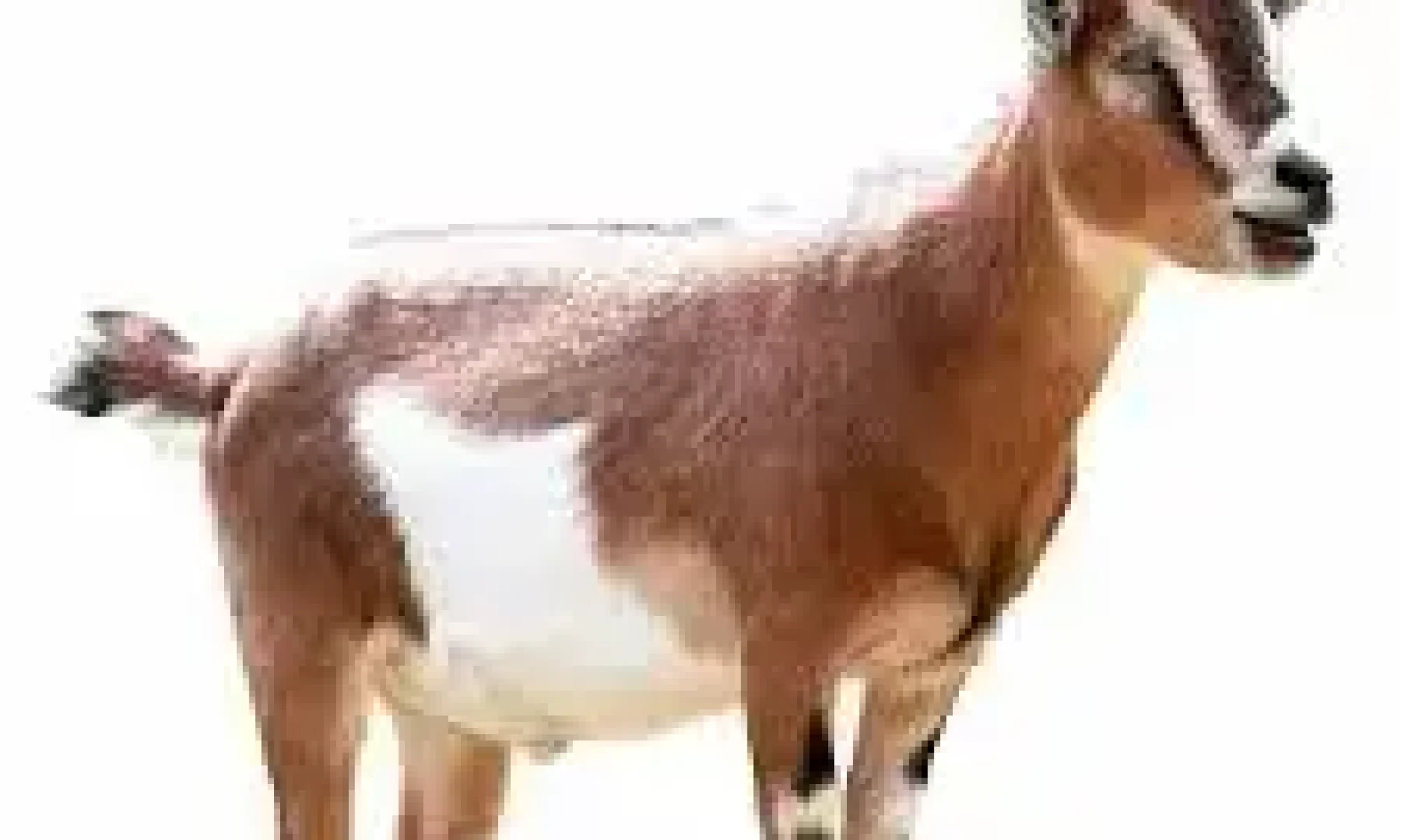 Goat.jpg