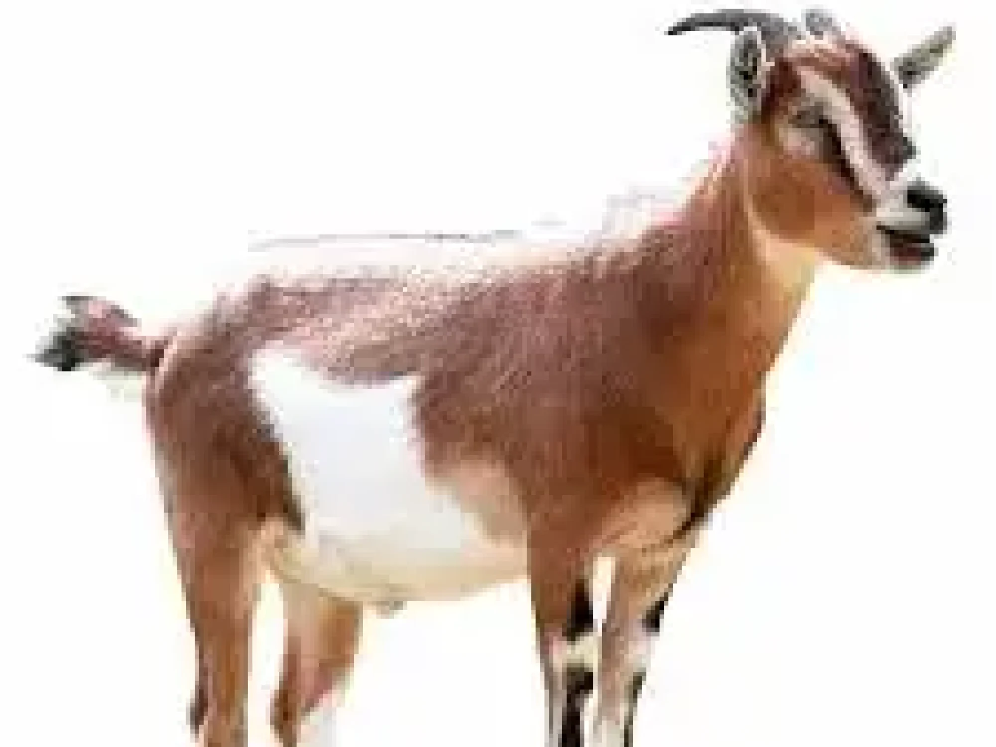 Goat.jpg