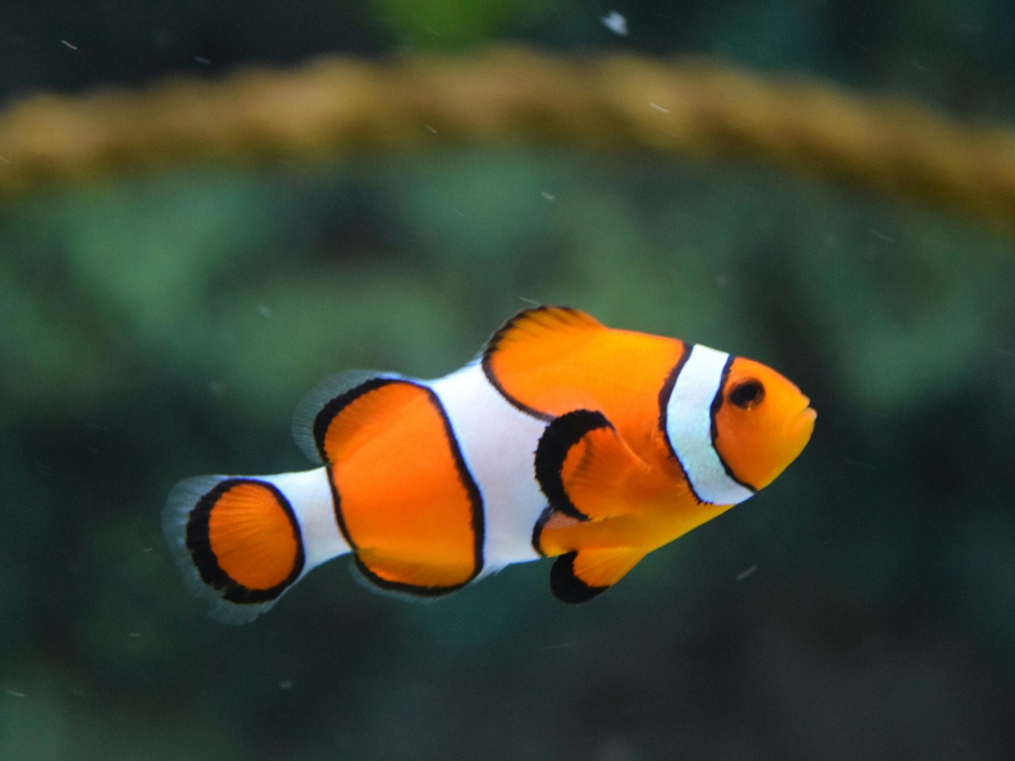 blazenek-scaled-1.jpg