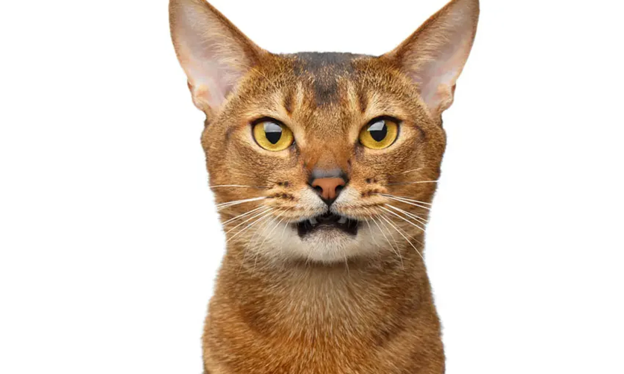 breed_abyssinian_cat.jpg