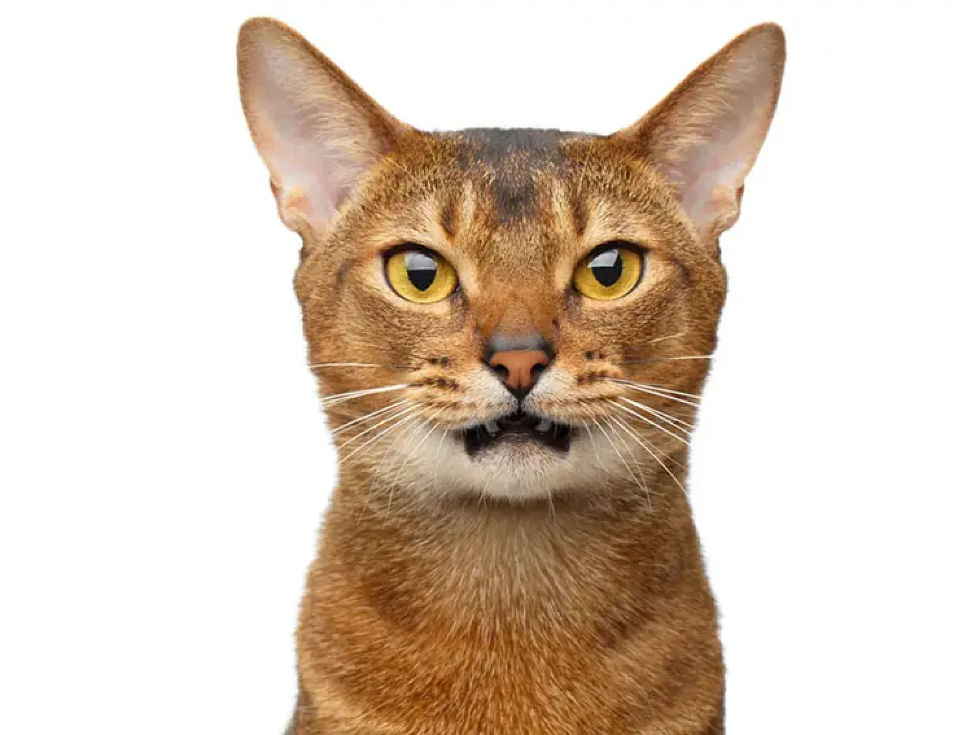 breed_abyssinian_cat.jpg