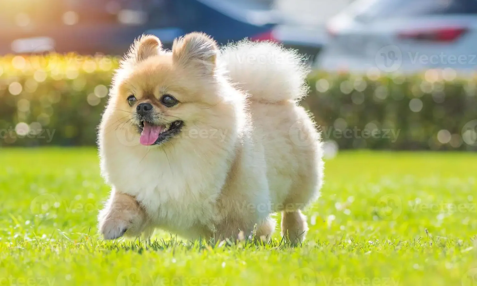 cute-puppy-pomeranian-mixed-breed-pekingese-dog-run-on-the-grass-with-happiness-photo.jpg