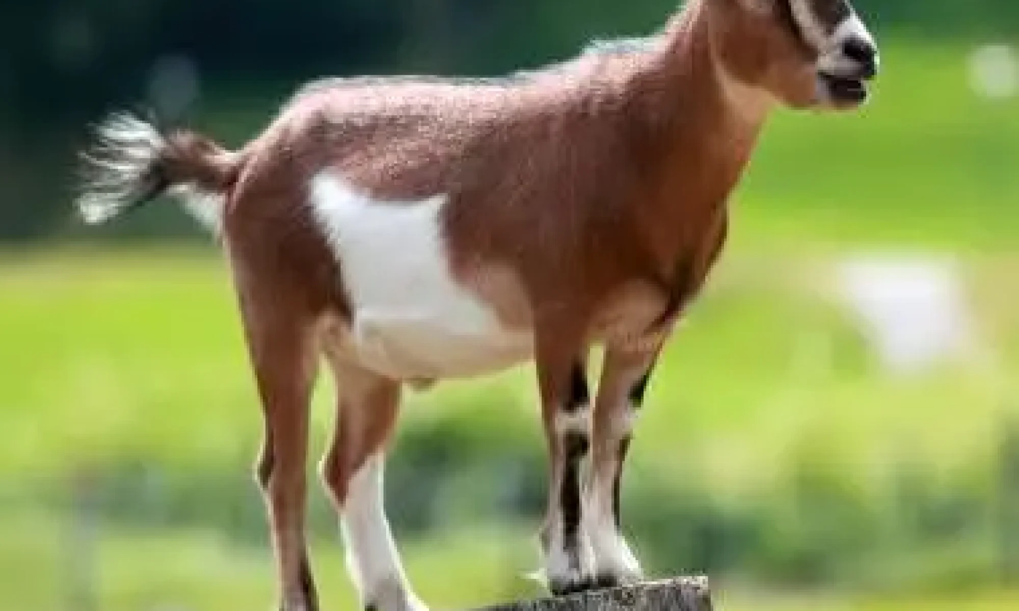 goat1.jpg