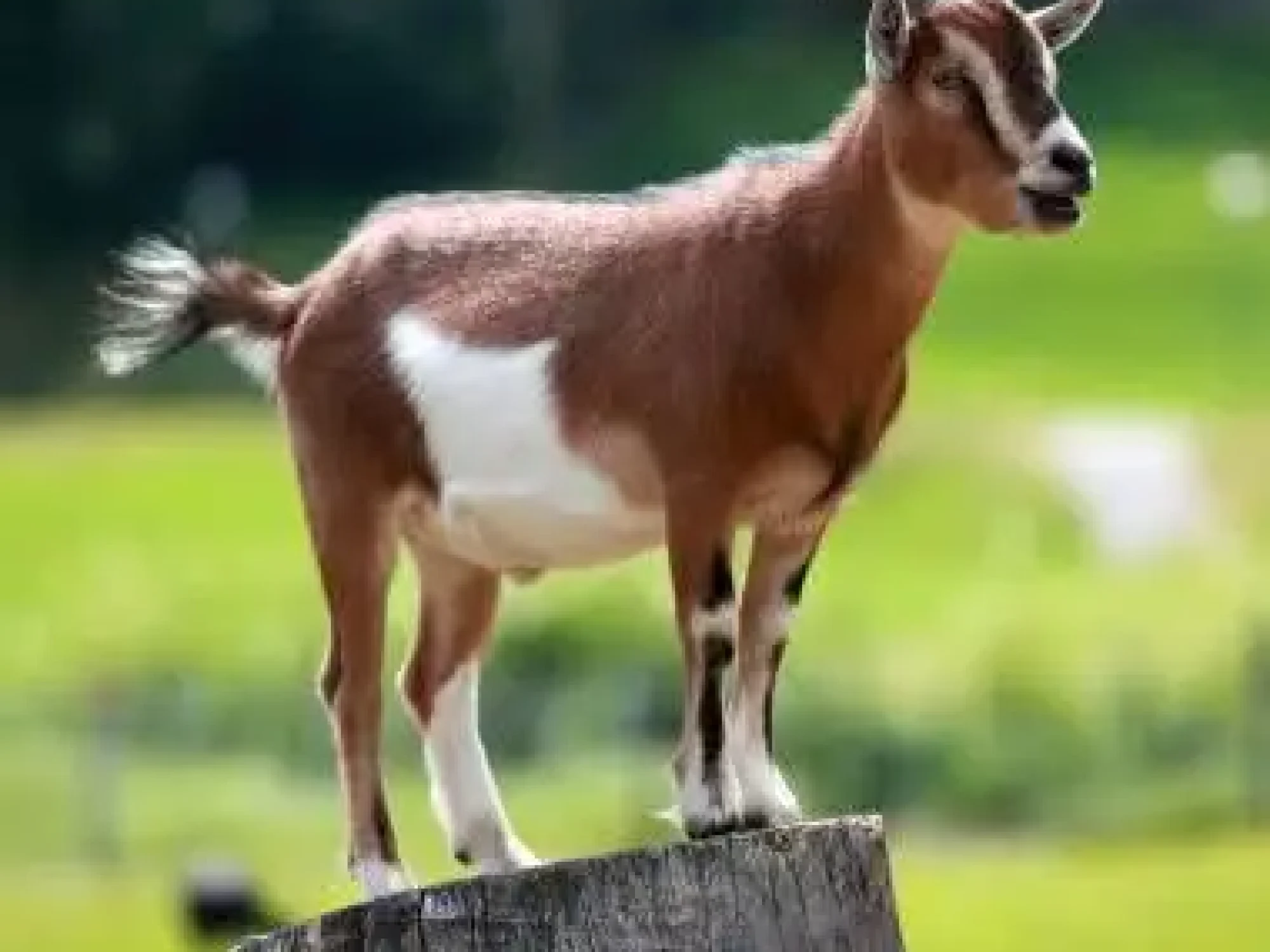 goat1.jpg