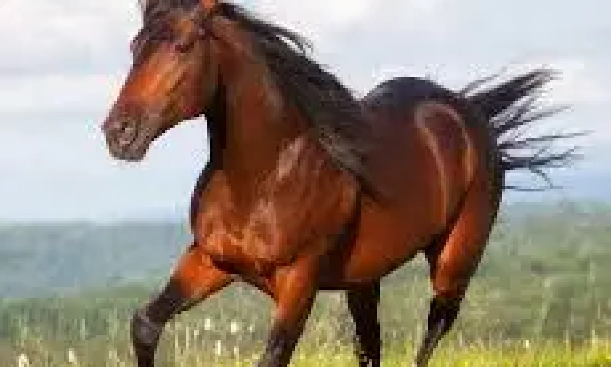horse11.jpg