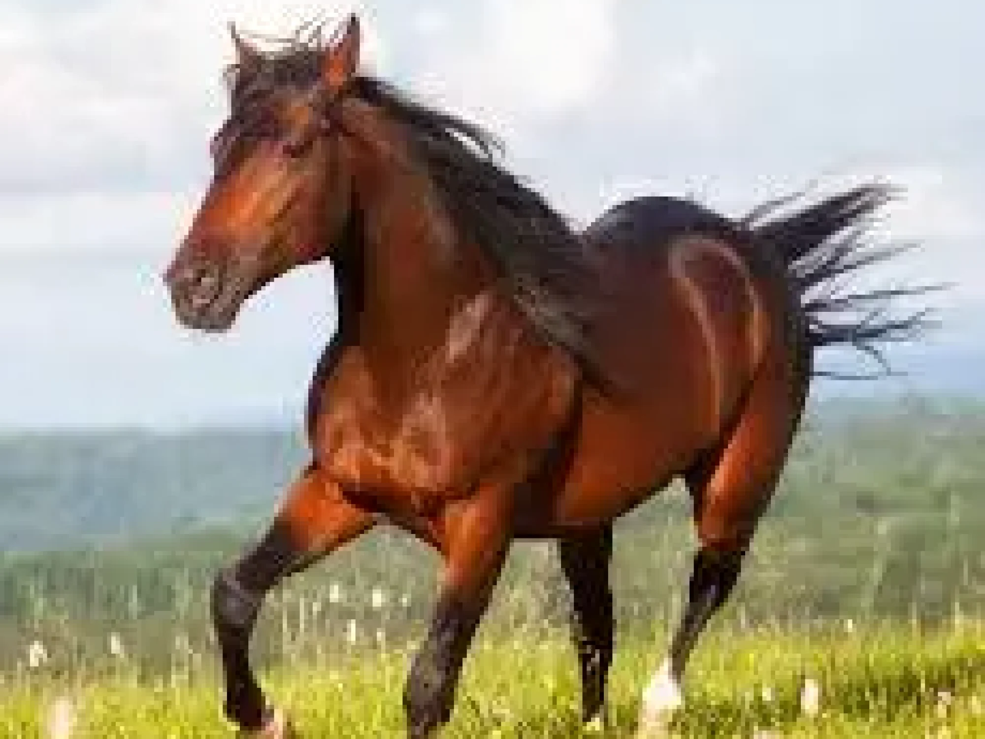 horse11.jpg